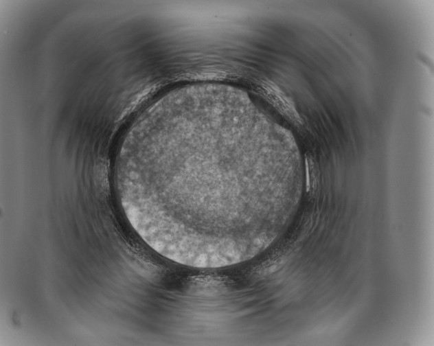 X0000096680300200803041246
