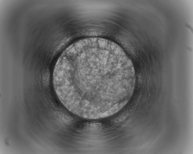 X0000096680304200803041246