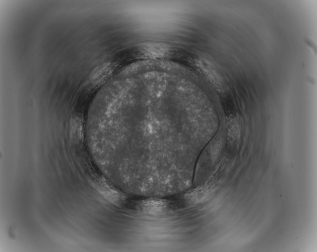 X0000096680313200803041246