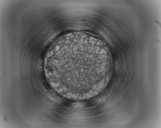 X0000096680356200803041245