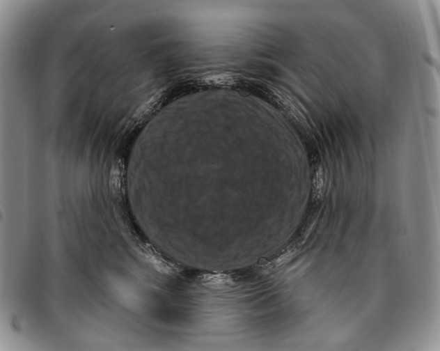 X0000096680424200803041244