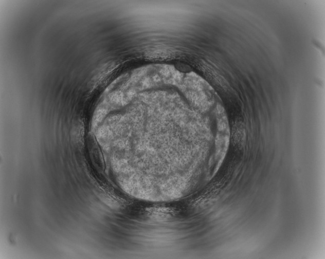X0000096680448200803041244