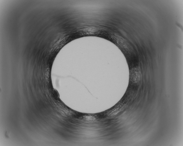 X0000096680509200803041243