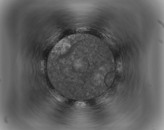 X0000096680519200803041243