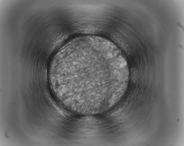 X0000096680589200803041242