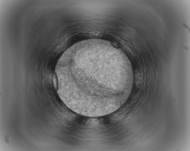 X0000096680613200803041242