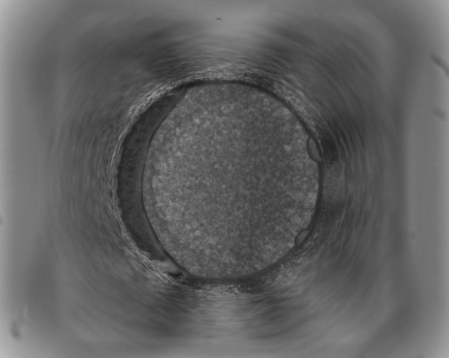 X0000096680673200803041241