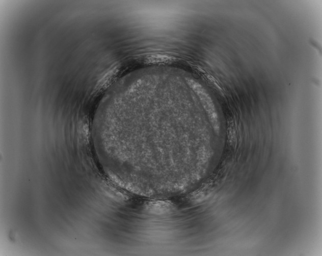 X0000096680716200803041240