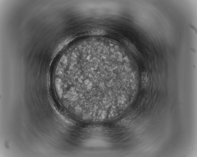 X0000096680726200803041240