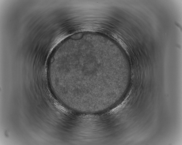 X0000096680779200803041240