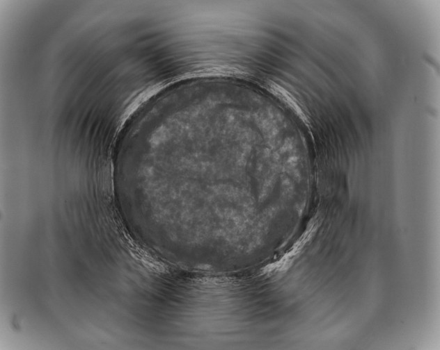 X0000096680781200803041240