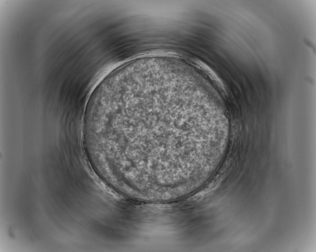 X0000096680860200803041239