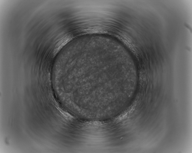 X0000096680881200803041238