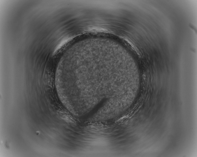 X0000096680919200803041237