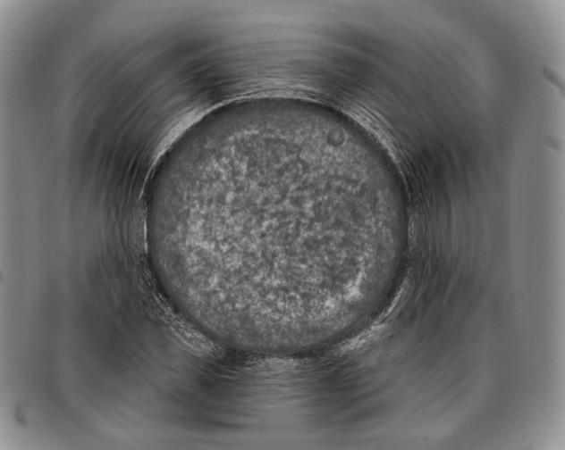 X0000096680925200803041237