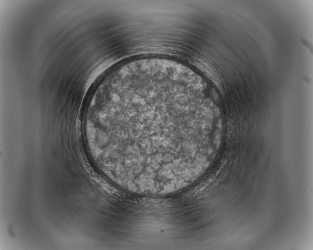 X0000096680928200803041237