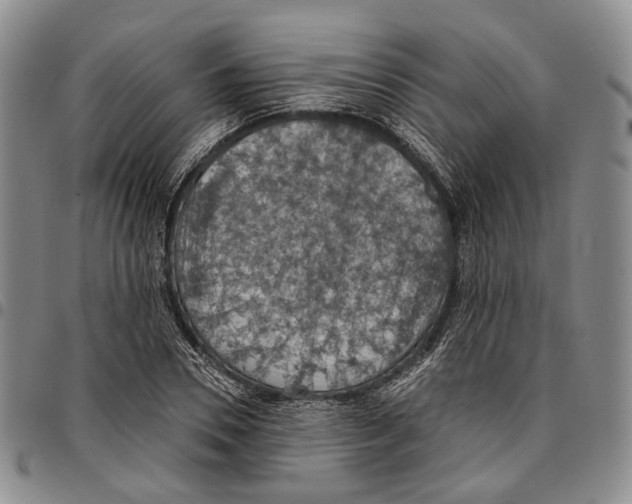 X0000096680930200803041237