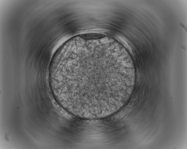 X0000096680952200803041237