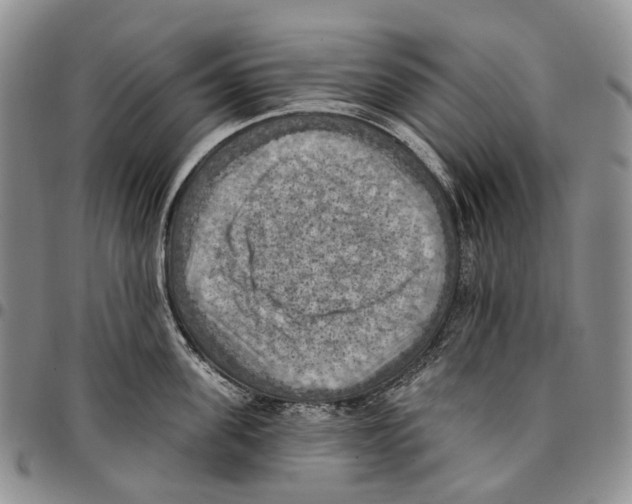 X0000096680955200803041238