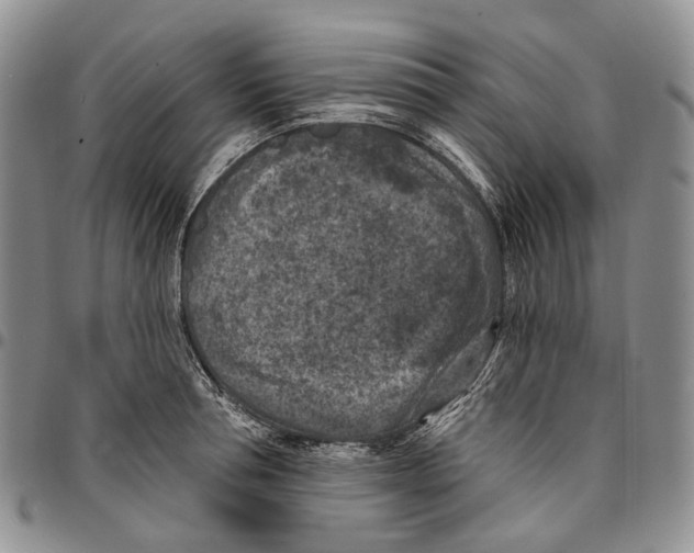 X0000096680994200803041236