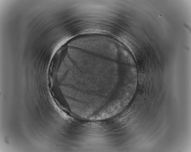 X0000096680995200803041236