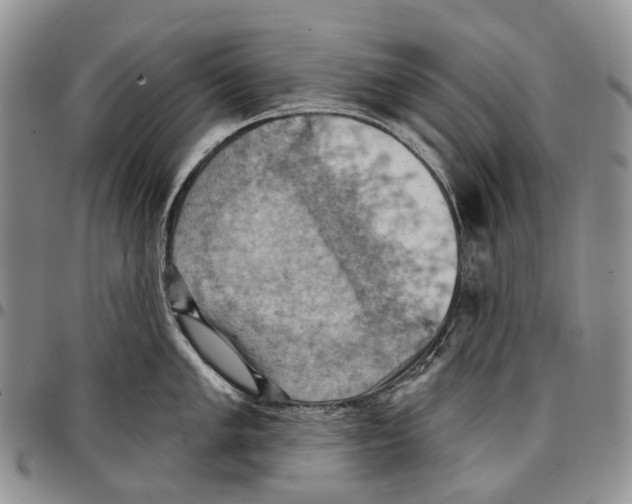 X0000096681005200803041236