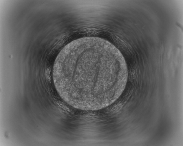 X0000096681010200803041236