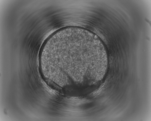 X0000096681028200803041236