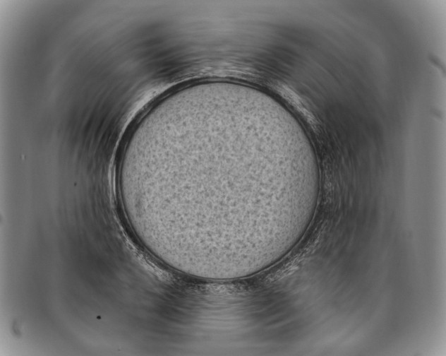 X0000096681032200803041236