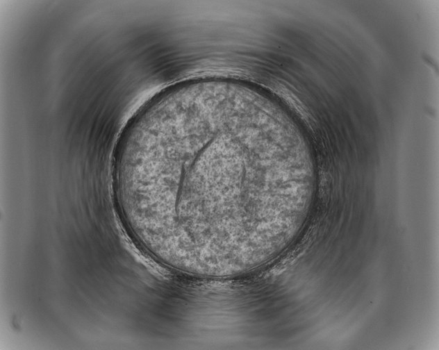 X0000096681038200803041236