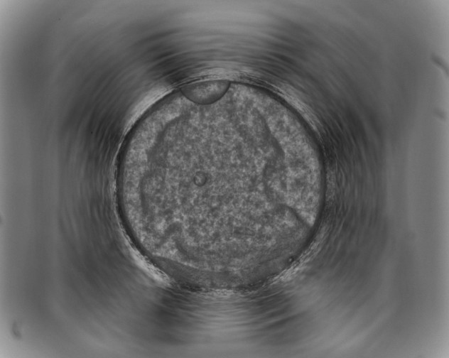 X0000096681042200803041236