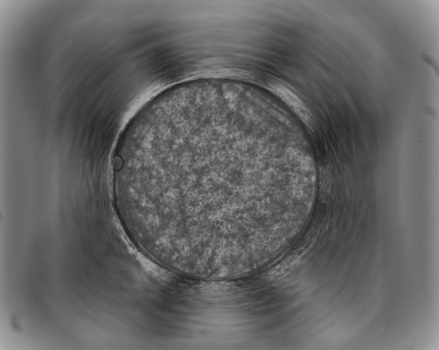 X0000096681046200803041236