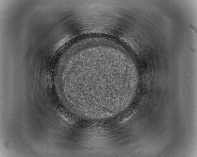 X0000096681064200803041236