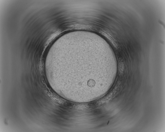 X0000096681074200803041235