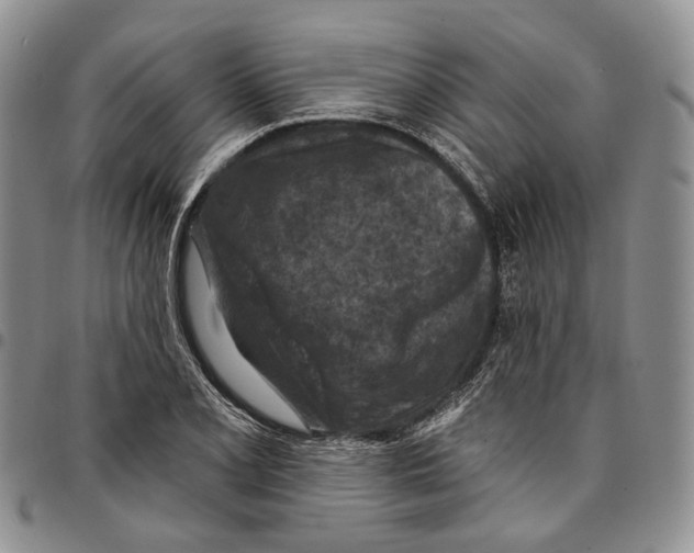 X0000096681077200803041235