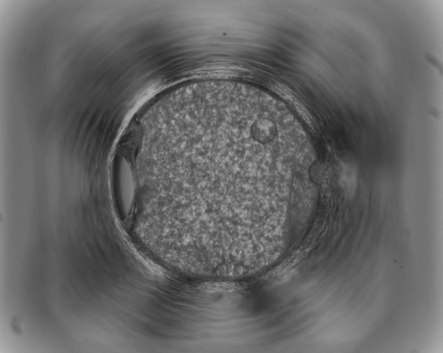X0000096681083200803041235