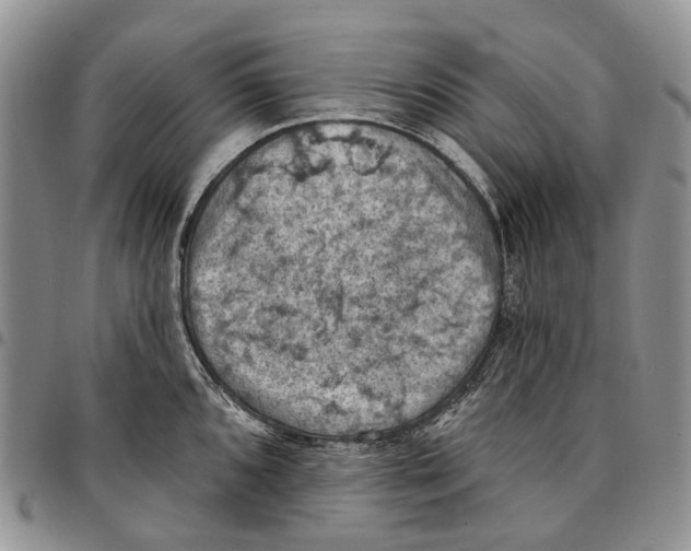 X0000096681096200803041235