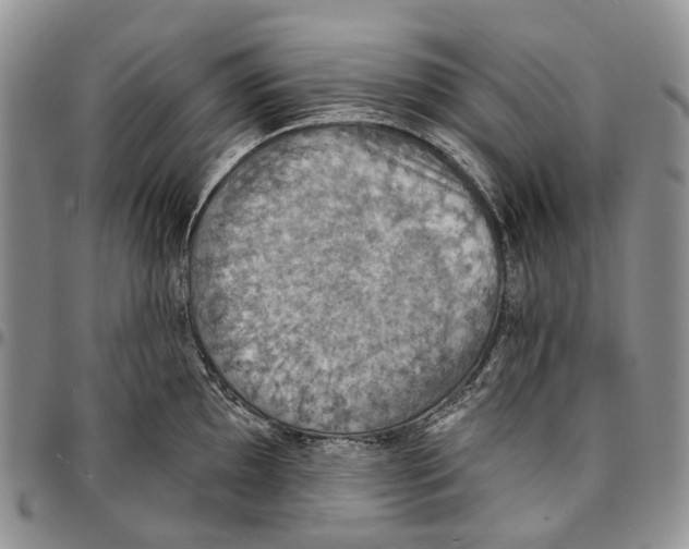X0000096681097200803041235