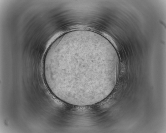 X0000096681098200803041235