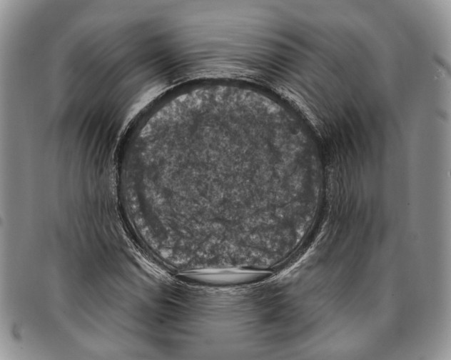 X0000096681114200803041235