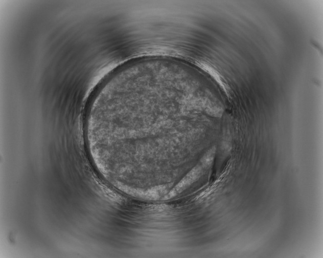 X0000096681120200803041235