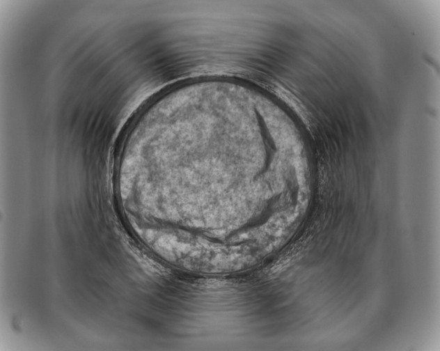 X0000096681124200803041235