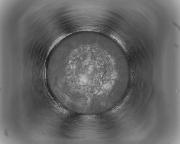 X0000096681125200803041235