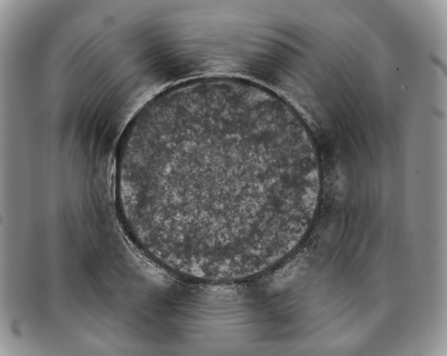 X0000096681126200803041235