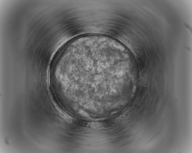X0000096681128200803041235