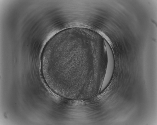 X0000096681144200803041235