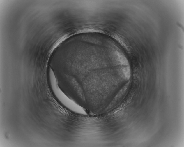 X0000096681173200803041234