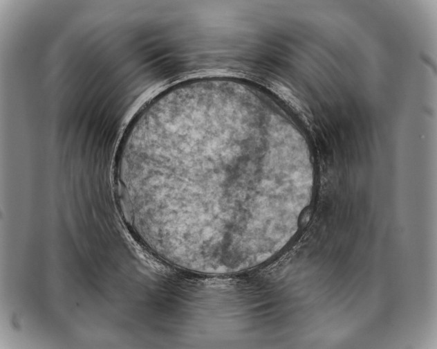 X0000096681181200803041234