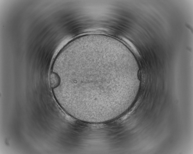 X0000096681196200803041234