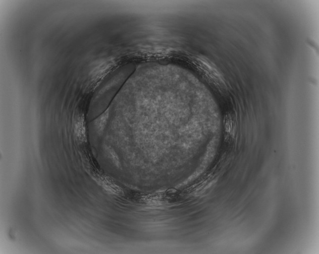 X0000096681252200803041233